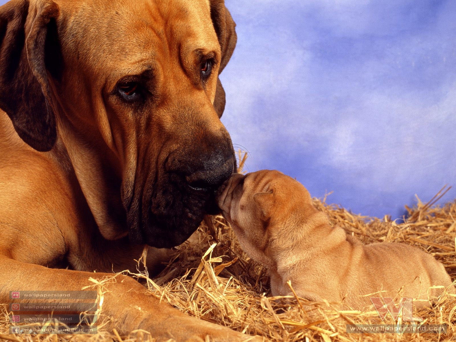 Dogs