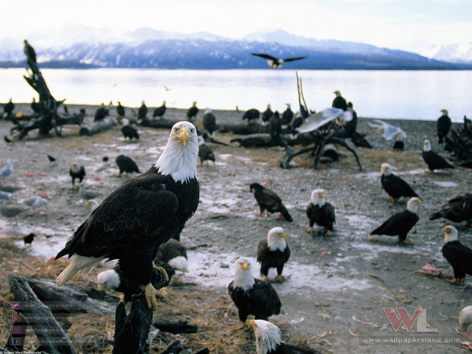 Birds