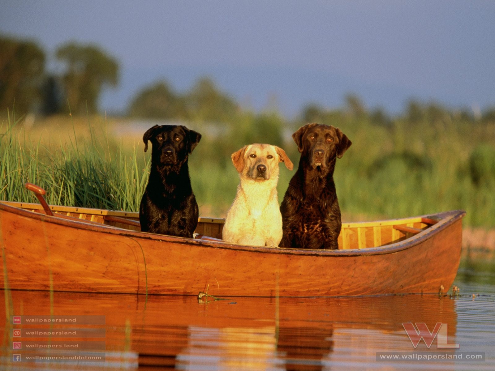 Dogs