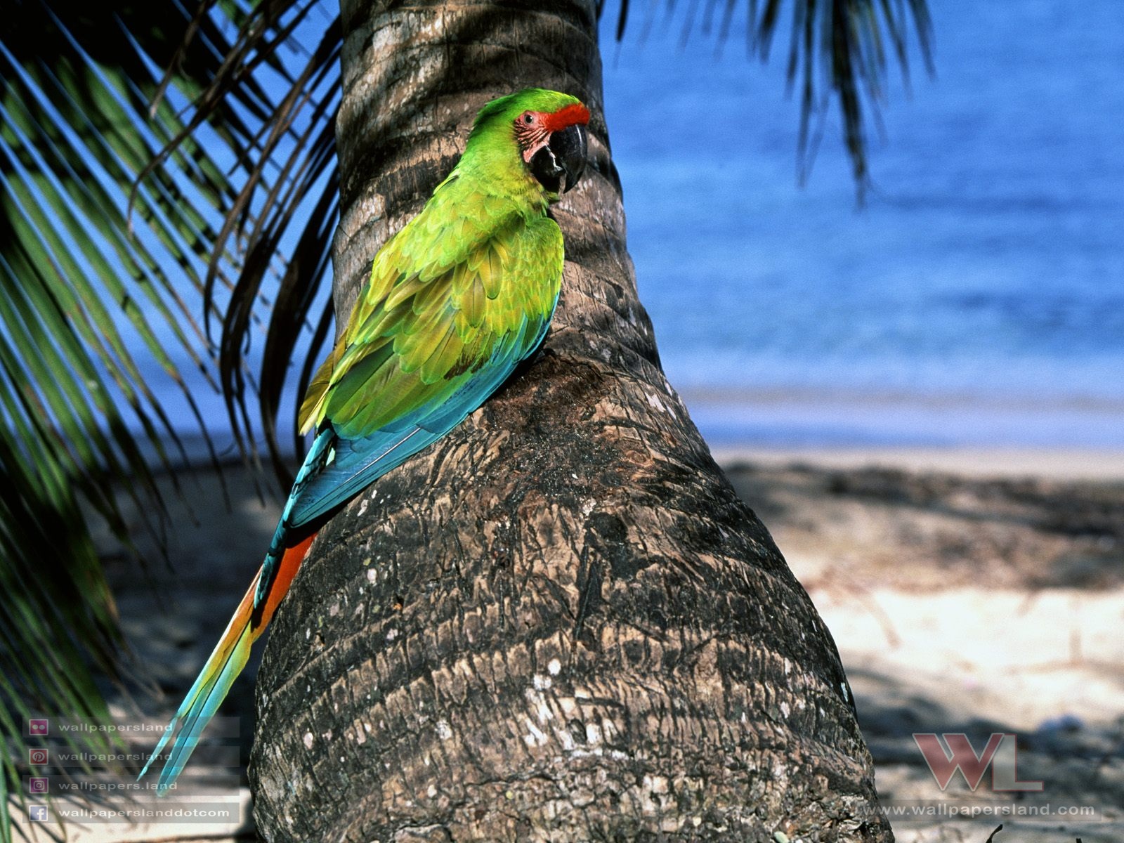 Birds
