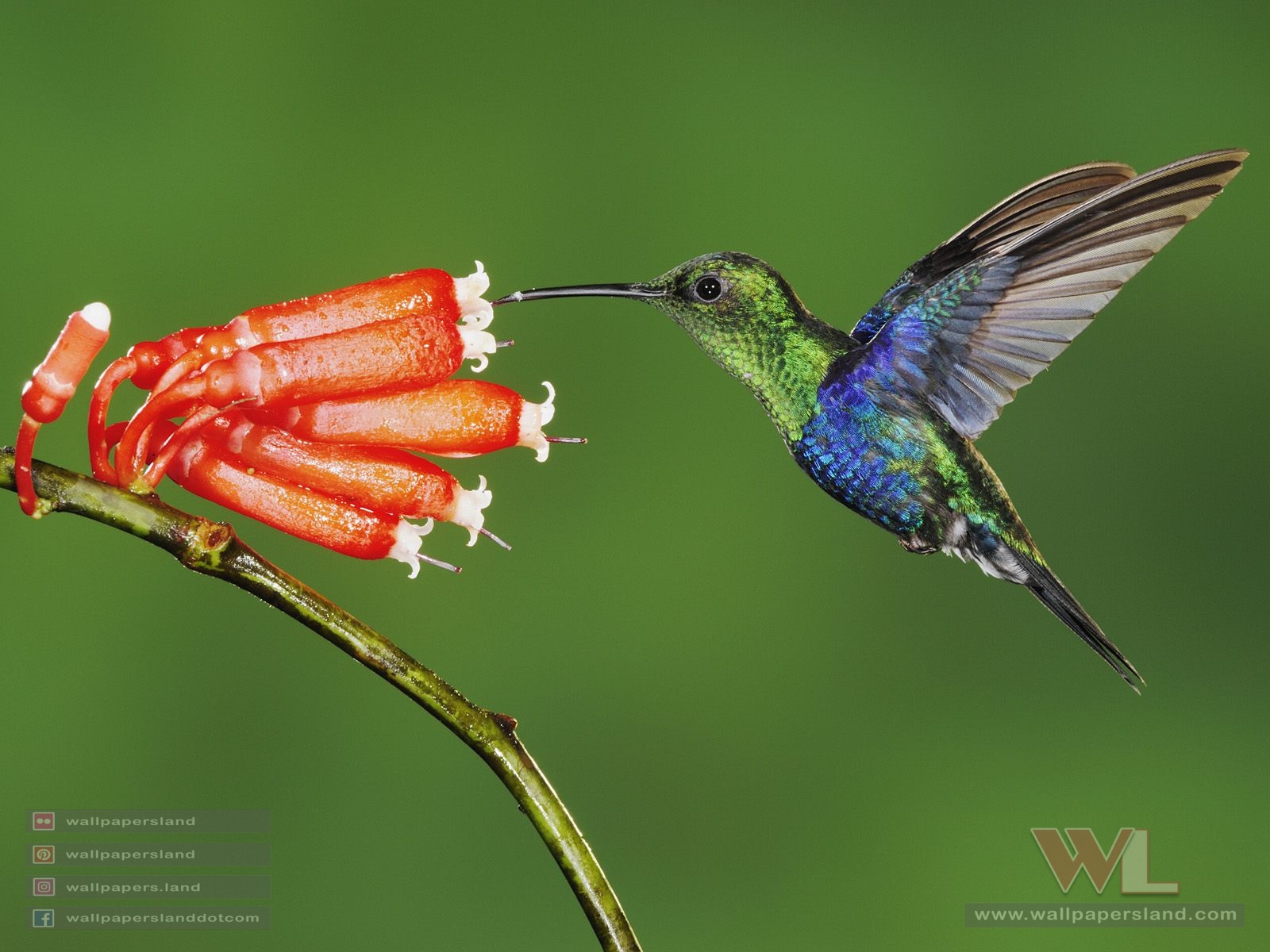 Birds