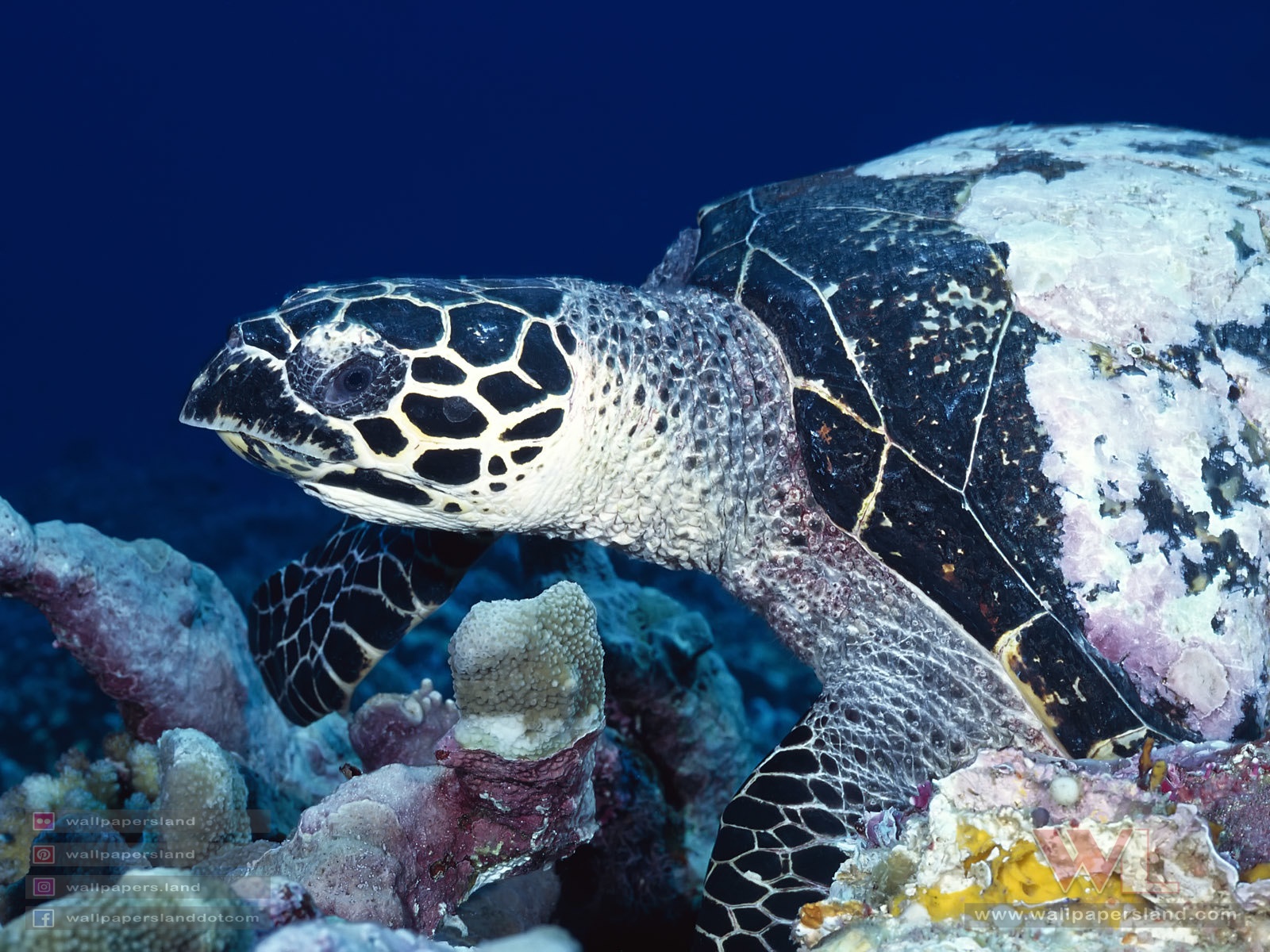 Underwater