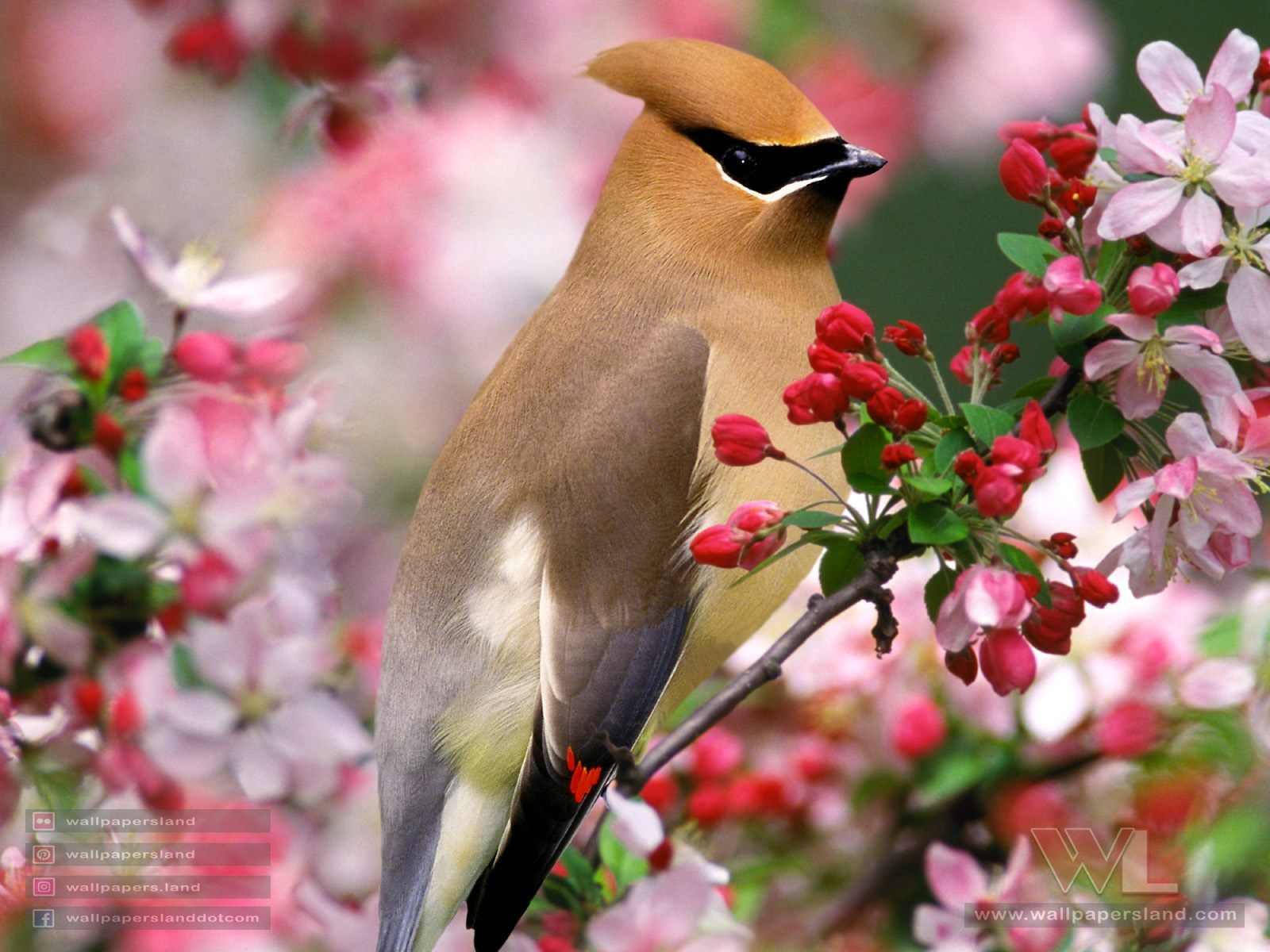 Birds