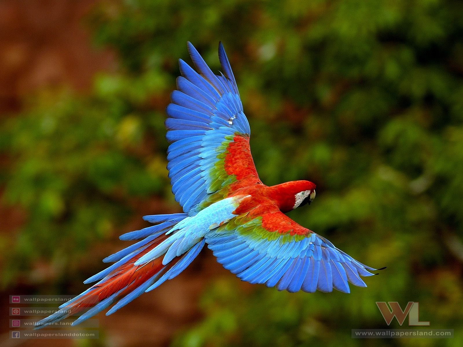 Birds