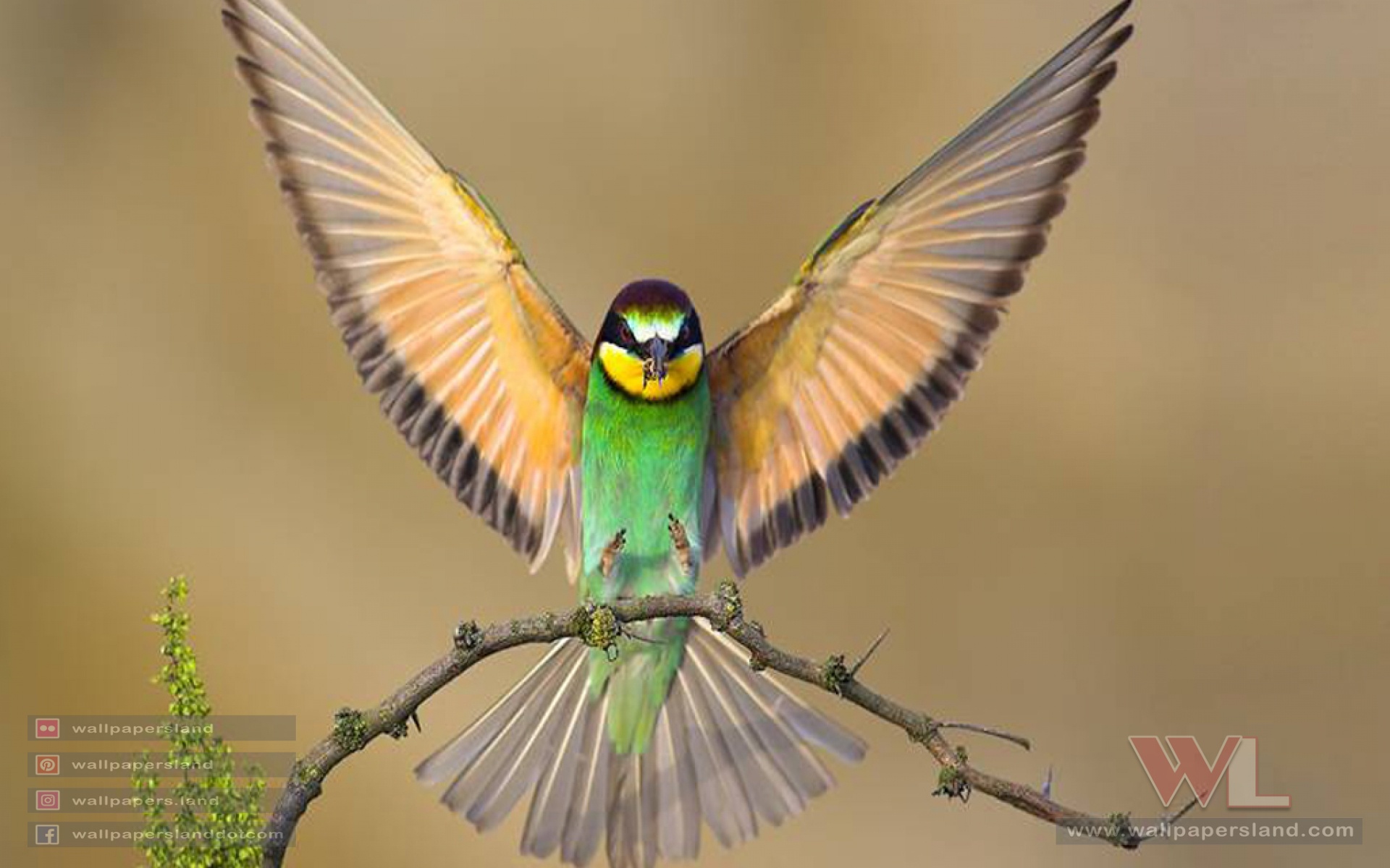 Birds
