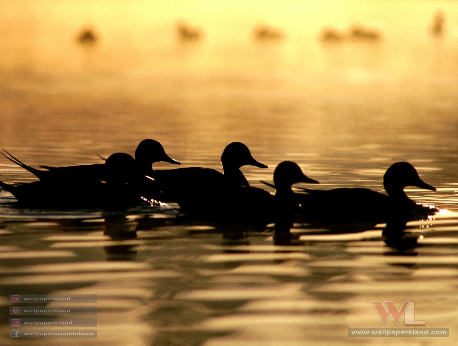 Birds