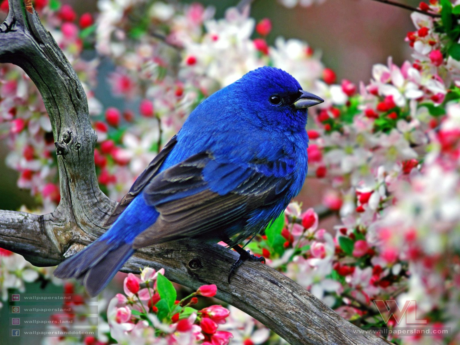 Birds