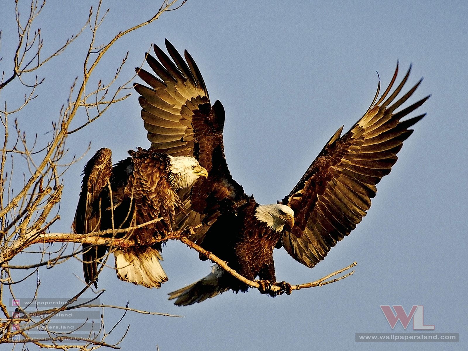 Birds