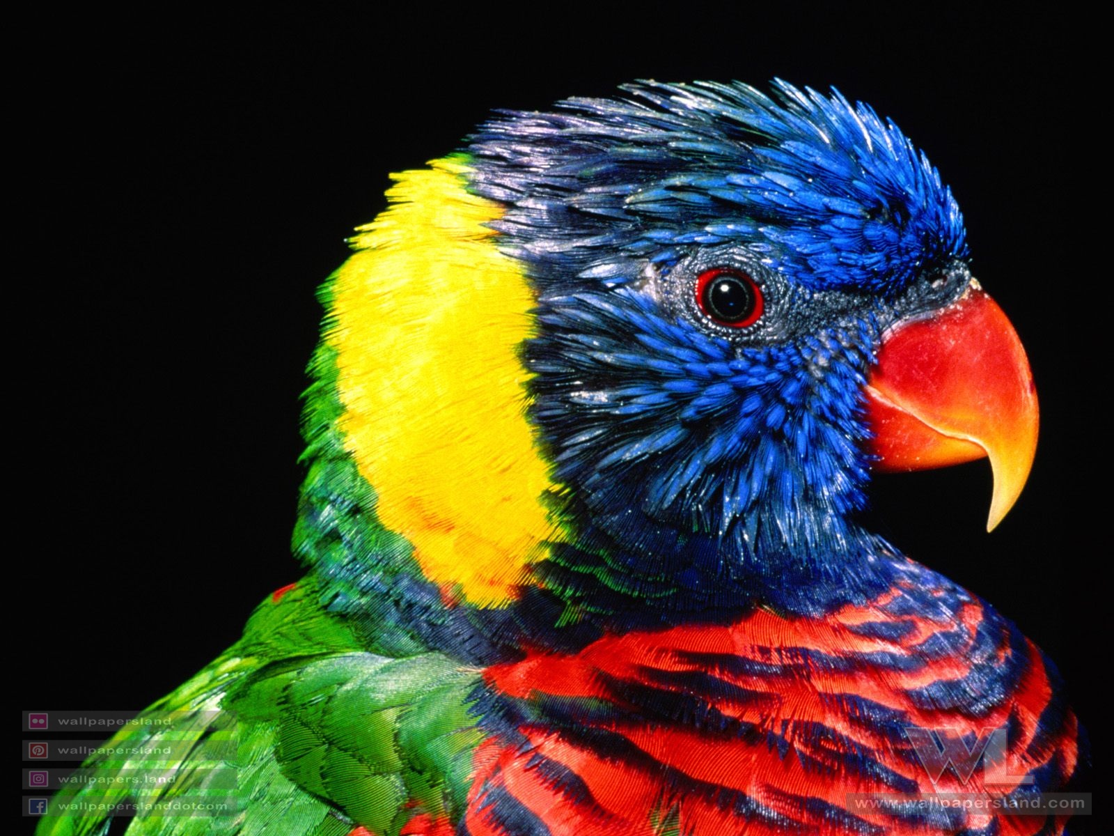 Birds