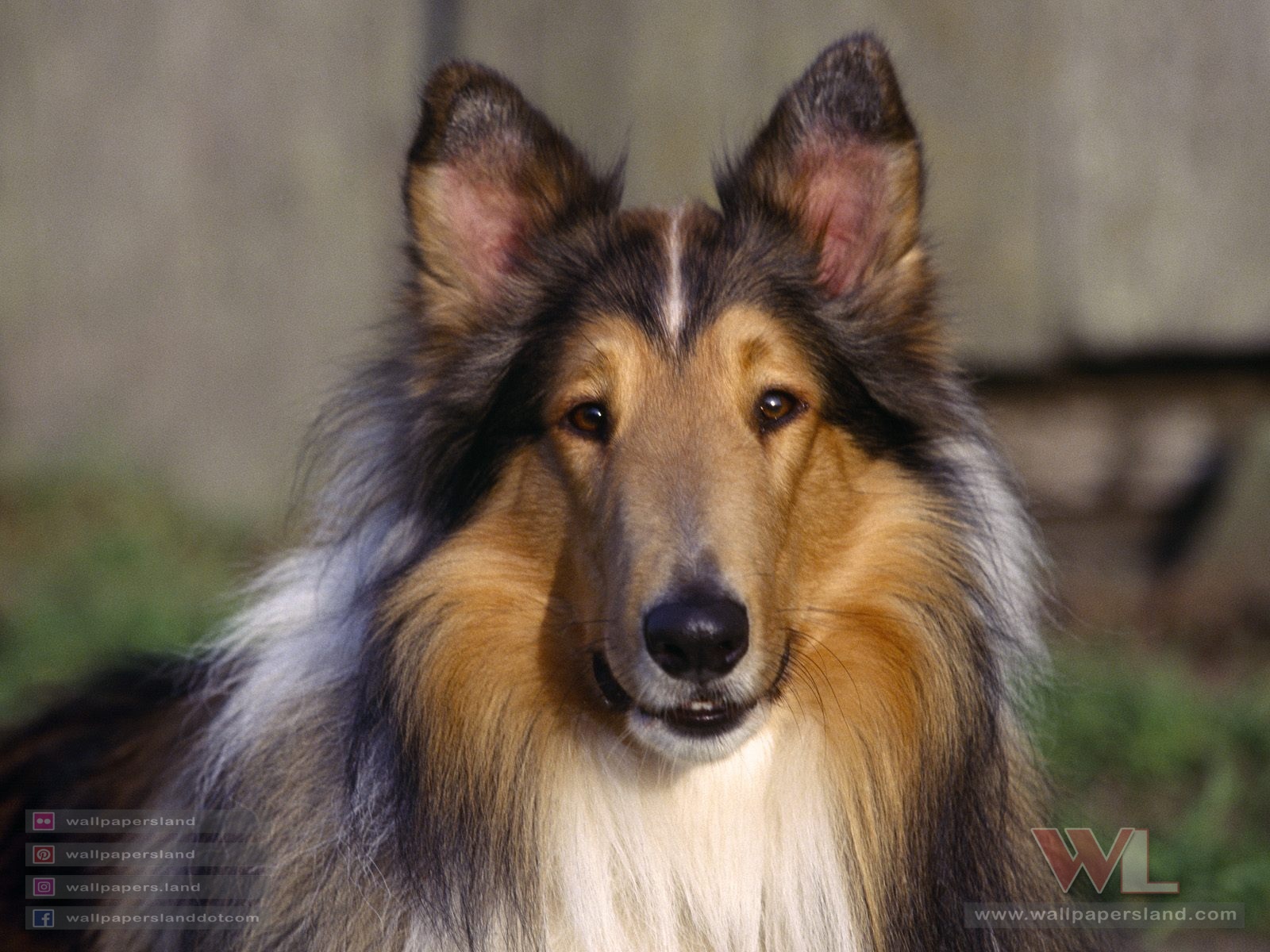 Dogs