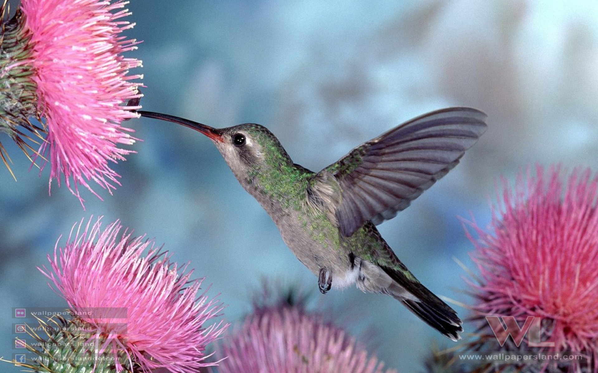 Birds