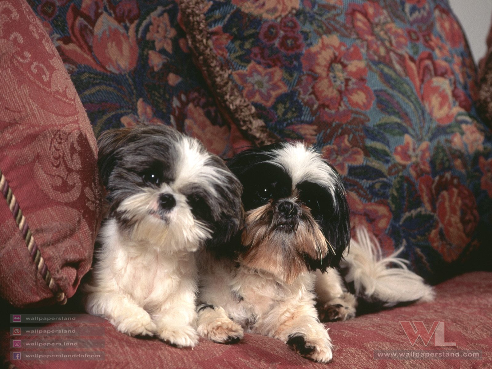 Dogs