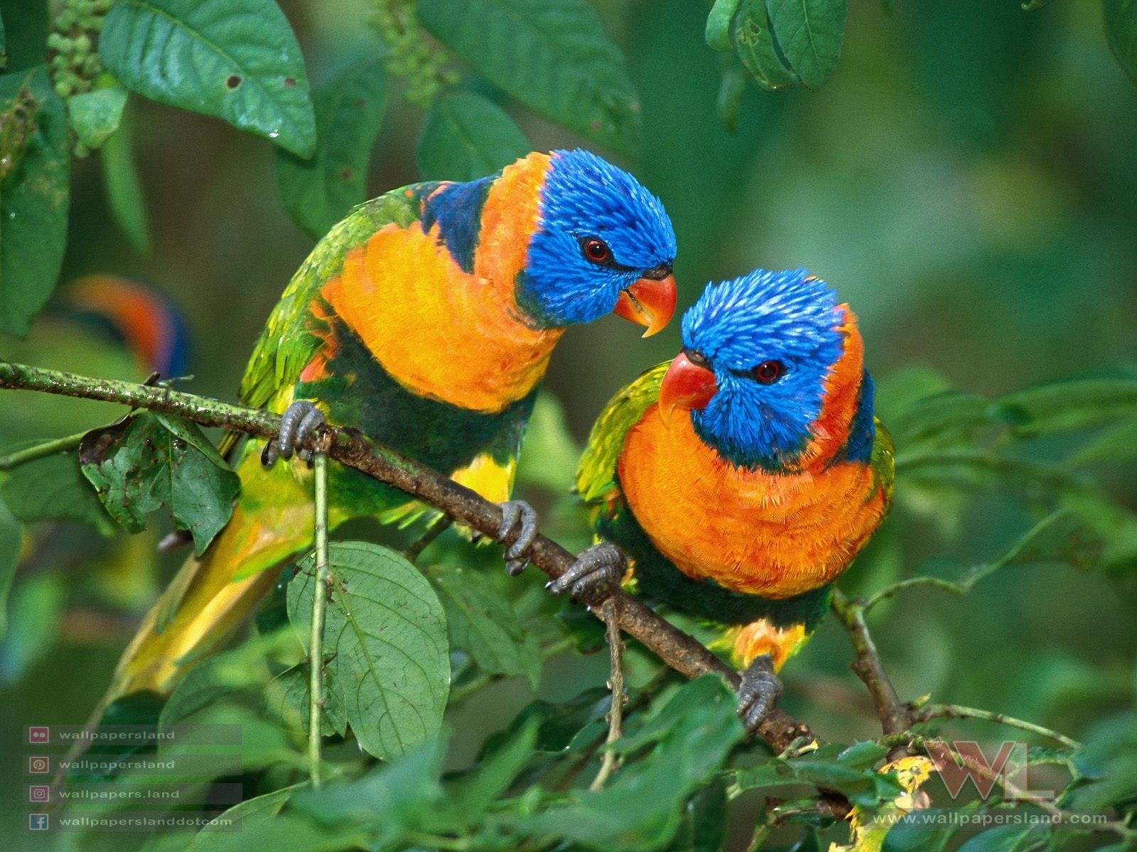 Birds
