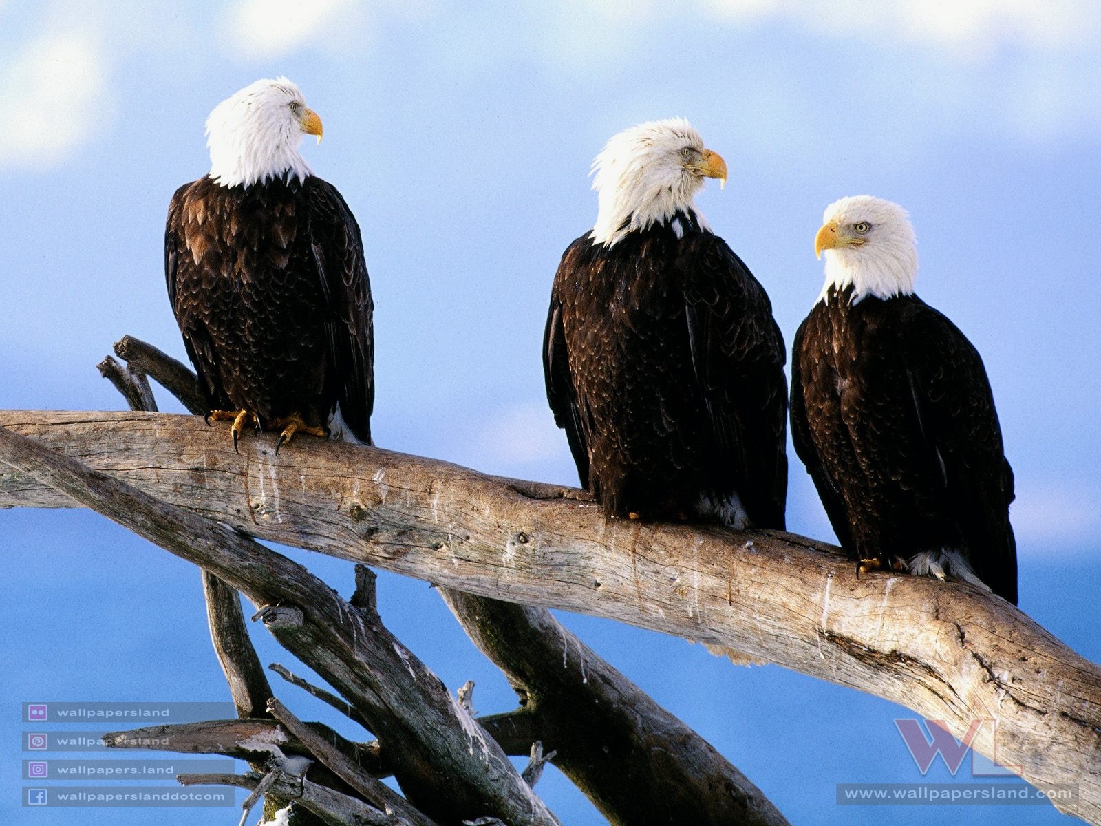 Birds