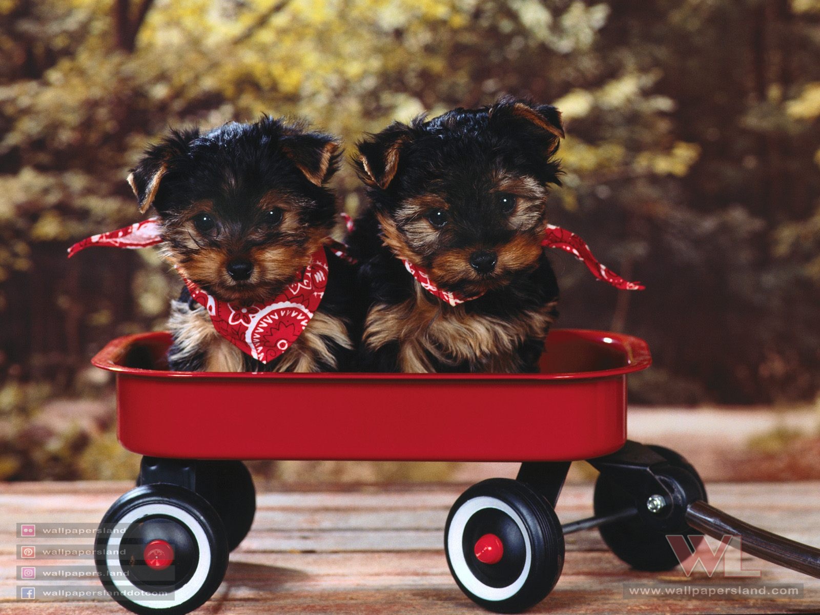 Dogs